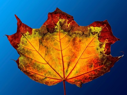 Autumn coloured maple