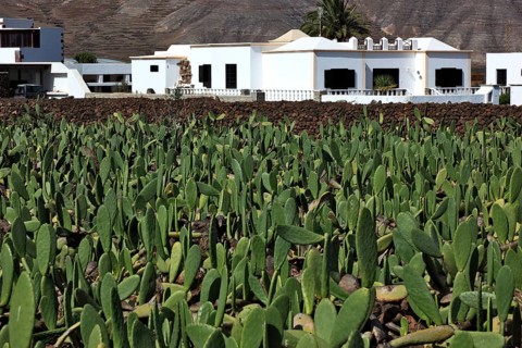 (Opuntia) plantations for the breeding of the cochineal scale insect, near Guatiza, Lanzarote,