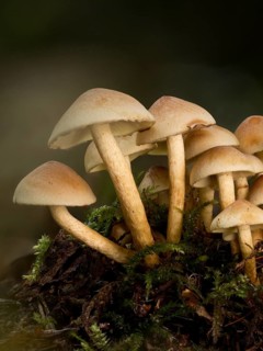 Group of green-leaved sulphur tuft