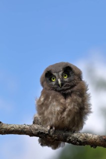 Tengmalm's Owl