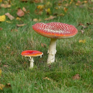 Fly agaric