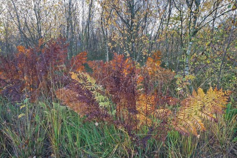 Royal fern