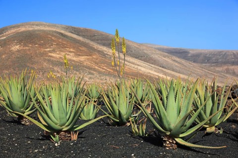 Aloe Vera Plantation at Orzola