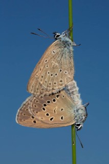 Mountain Alcon blue two moths mating hanging on green stalk seeing different in front of blue sky