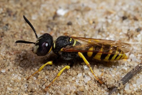 Bee wolf sitting on sandy ground looking left