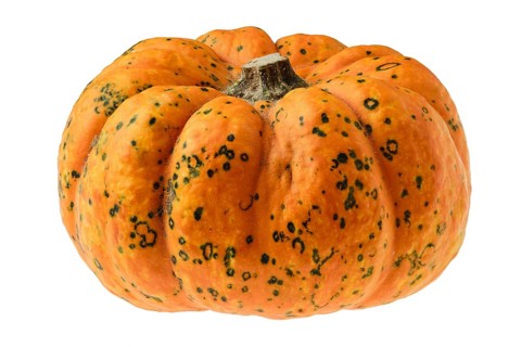 Mini carnival squash pumpkin isolated on white background