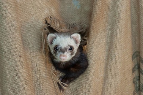 European ferret