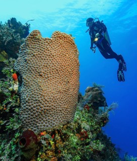 Diver looking at illuminated large polyp great star coral