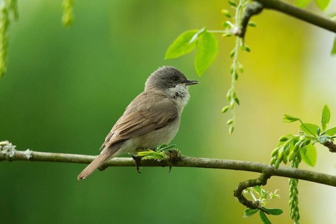 Lesser Whitethroat standing on branch looking right