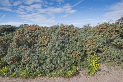 Beach dunes overgrown with sea buckthorn