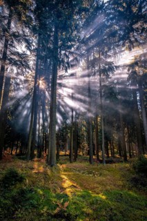 Fog in a coniferous forest in the Ore Mountains in sunshine