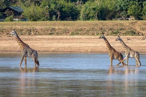 Rhodesian giraffe