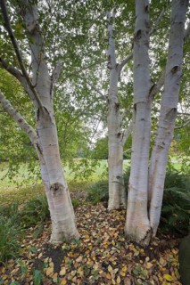 Himalayan birch
