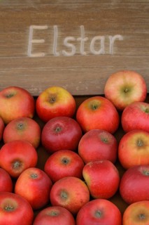 Apples