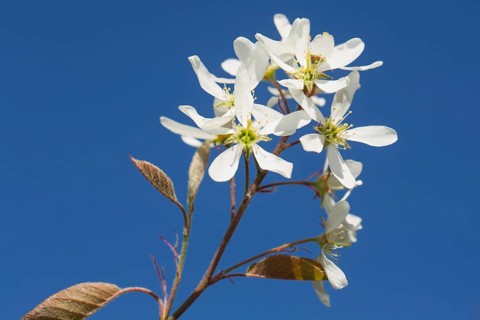 Common rock pear branch with a few open white flowers against a blue sky