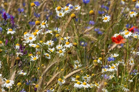 Field wild herbs blue