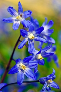 Alpine squill