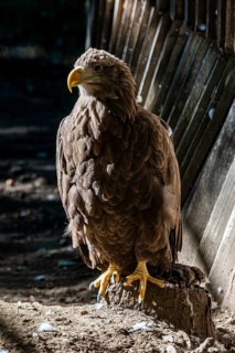 Eagle