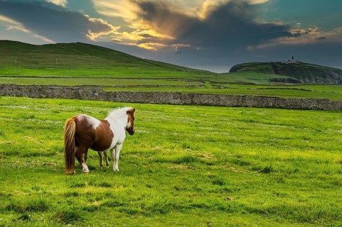 Shetland pony