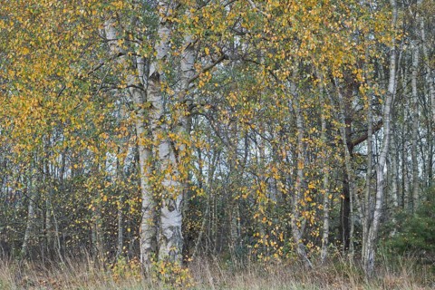 Warty birch