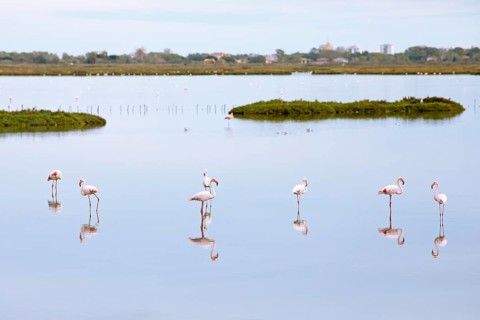 Flamingos