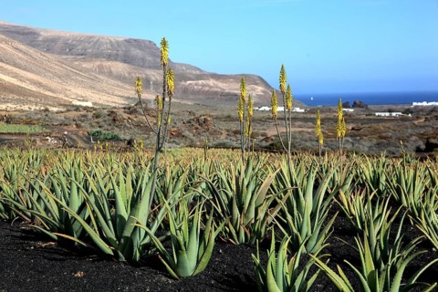 Aloe Vera Plantation at Orzola