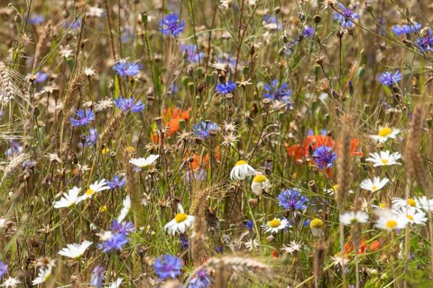 Field of blue