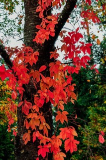 Virginia creeper