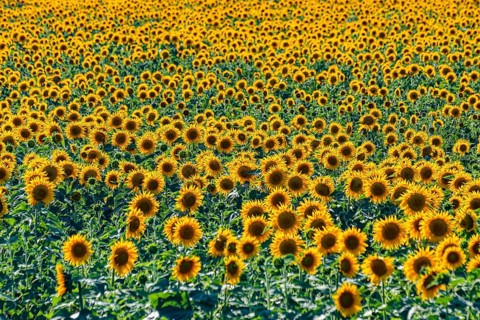 Field of sun flowers