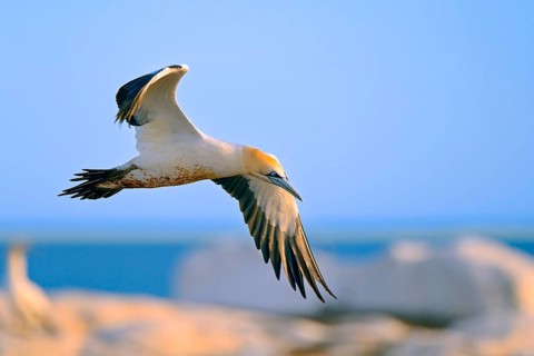 Cape Gannet