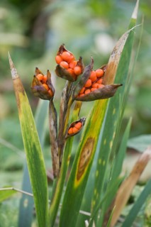 Stinking iris