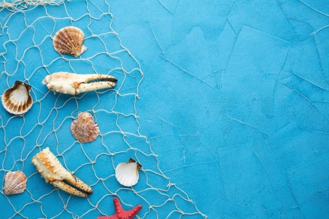 Top view clams lobster fishnet. Resolution and high quality beautiful photo