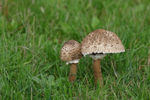 Giant umbrella mushroom or parasol mushroom