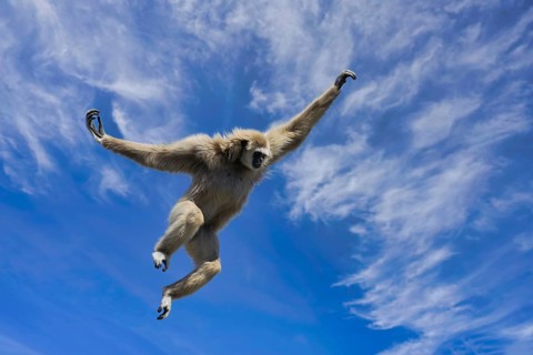 Jumping lar gibbon or white-handed gibbon