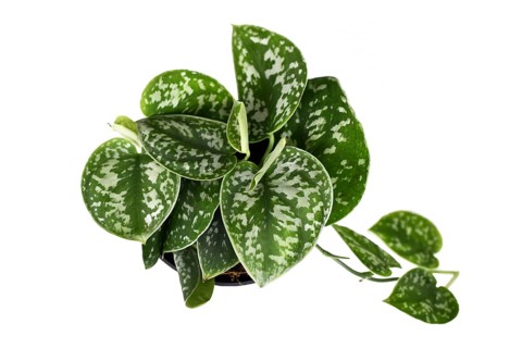 Whole Scindapsus Pictus Argyraeus tropical house plant