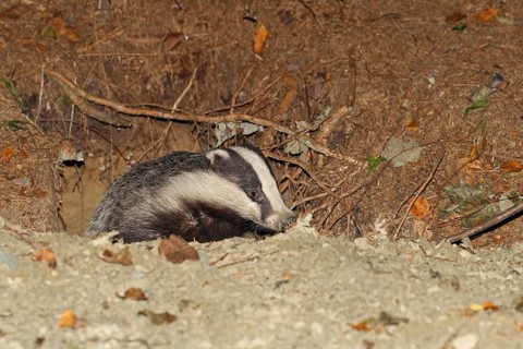 European badger