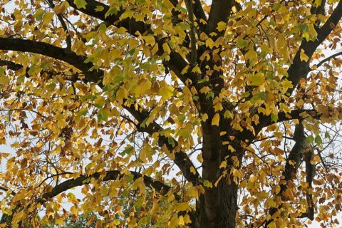Tulip tree