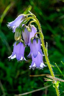 Bearded bellflower
