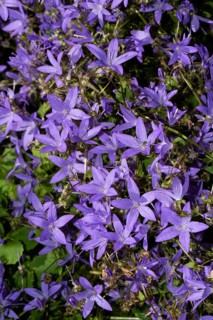 Cushion bellflower