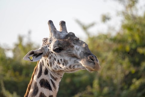 Rhodesian giraffe