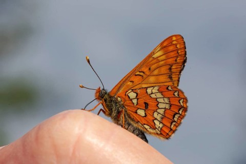 May Fritillary