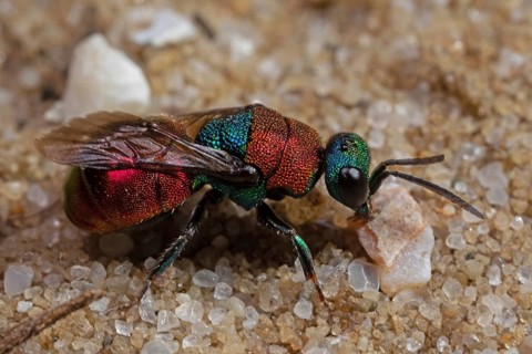 Sand golden wasp sitting on sandy soil right sighted
