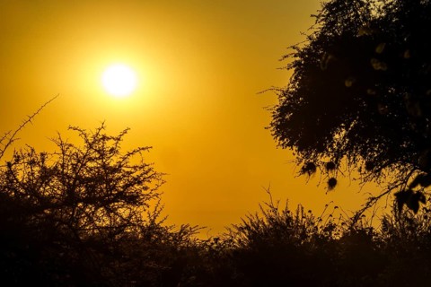 African bush at sunset. Hanging nests of Weaver birds are backlit of the sunset evening sun. Hwange National Park