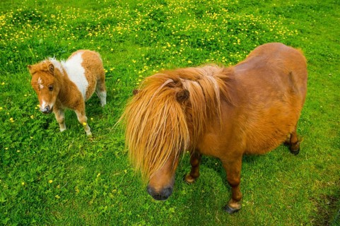 Baby Shetland ponies