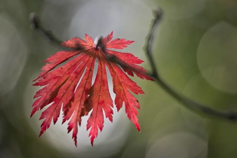 Fullmoon maple