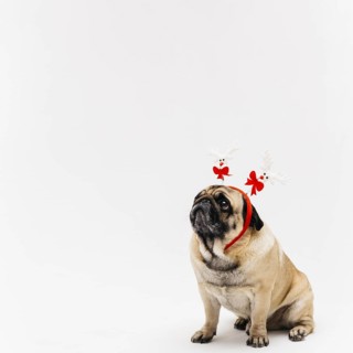 Sweet pug xmas deer costume ears. Resolution and high quality beautiful photo