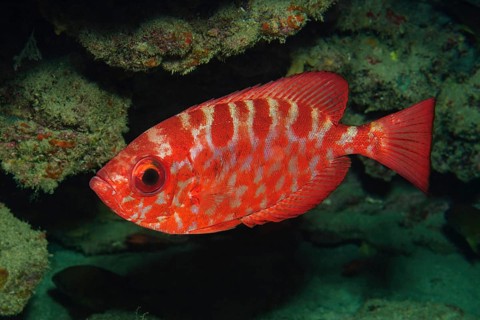 Glasseye snapper
