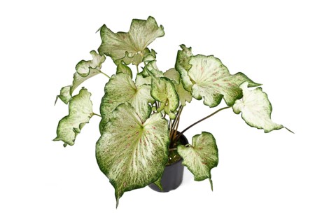 Tropical 'Caladium Candyland' houseplant with beautiful white and green leaves with pink freckles in pot on white background