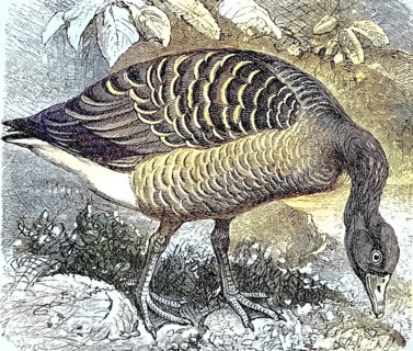 Greylag Goose