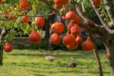Hokkaido pumpkins hanging to dry on a tree